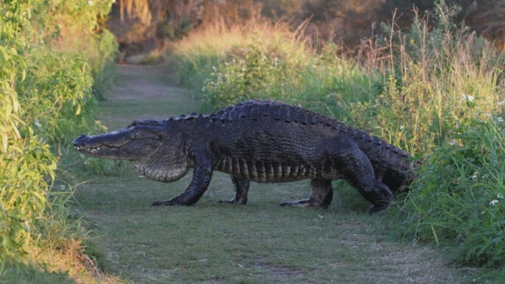 a large alligator walking on grass on Circle B Bar Reserve